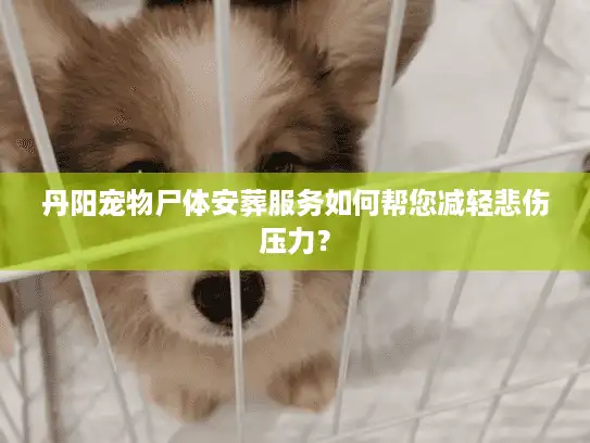 丹阳宠物尸体安葬服务如何帮您减轻悲伤压力？