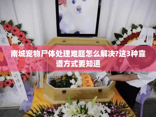 南城宠物尸体处理难题怎么解决?这3种靠谱方式要知道