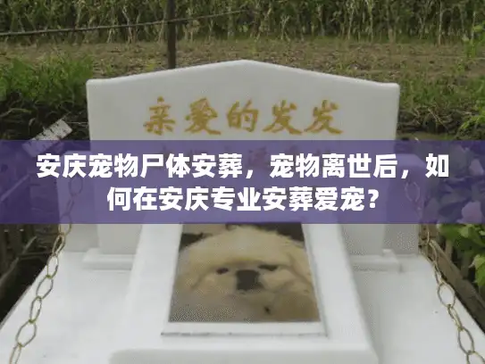 安庆宠物尸体安葬，宠物离世后，如何在安庆专业安葬爱宠？