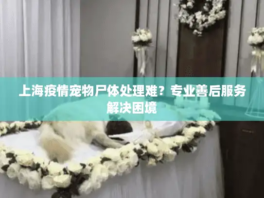 上海疫情宠物尸体处理难？专业善后服务解决困境