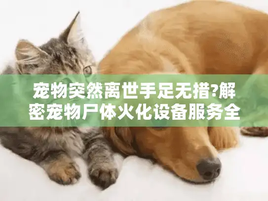 宠物突然离世手足无措?解密宠物尸体火化设备服务全流程