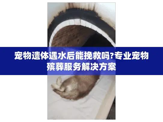 宠物遗体遇水后能挽救吗?专业宠物殡葬服务解决方案