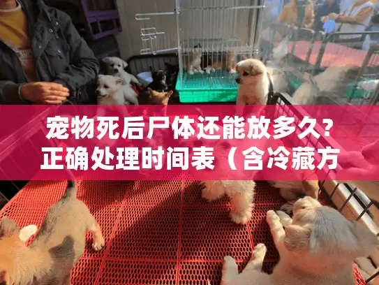 宠物死后尸体还能放多久?正确处理时间表（含冷藏方案）