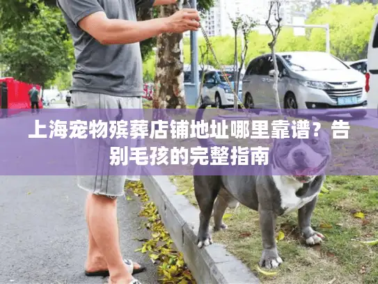 上海宠物殡葬店铺地址哪里靠谱？告别毛孩的完整指南