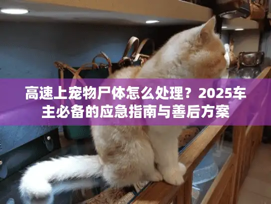高速上宠物尸体怎么处理？2025车主必备的应急指南与善后方案