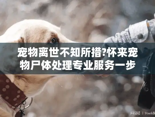 宠物离世不知所措?怀来宠物尸体处理专业服务一步到位
