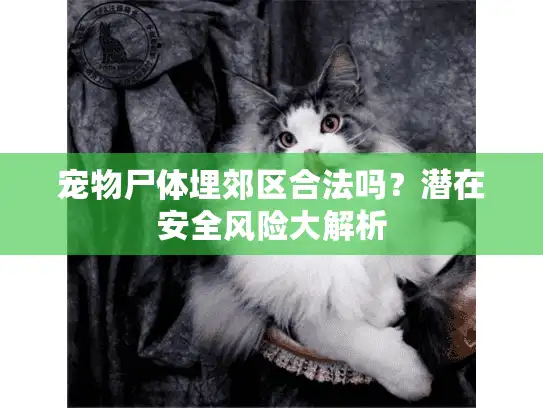 宠物尸体埋郊区合法吗？潜在安全风险大解析