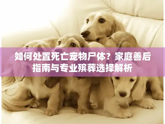 如何处置死亡宠物尸体？家庭善后指南与专业殡葬选择解析