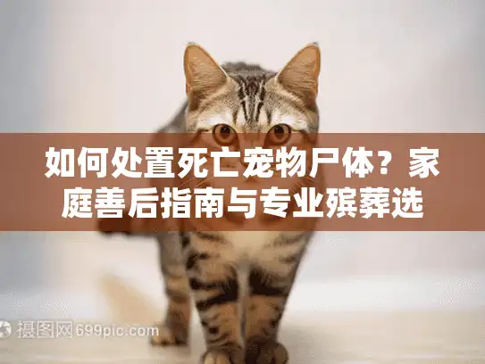 如何处置死亡宠物尸体？家庭善后指南与专业殡葬选择解析