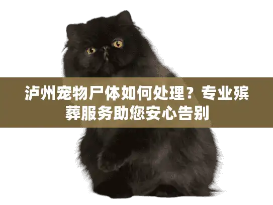 泸州宠物尸体如何处理？专业殡葬服务助您安心告别