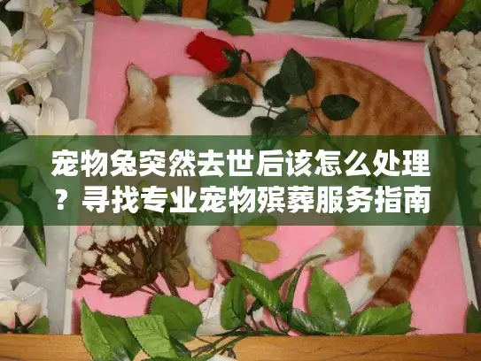 宠物兔突然去世后该怎么处理？寻找专业宠物殡葬服务指南