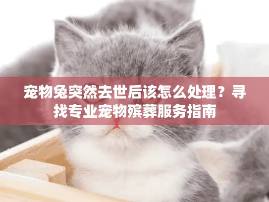 宠物兔突然去世后该怎么处理？寻找专业宠物殡葬服务指南