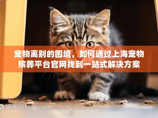 宠物离别的困境，如何通过上海宠物殡葬平台官网找到一站式解决方案