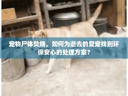 宠物尸体焚烧，如何为逝去的爱宠找到环保安心的处理方案？