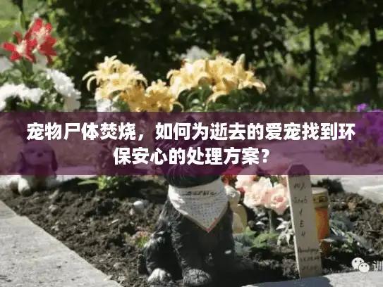 宠物尸体焚烧，如何为逝去的爱宠找到环保安心的处理方案？
