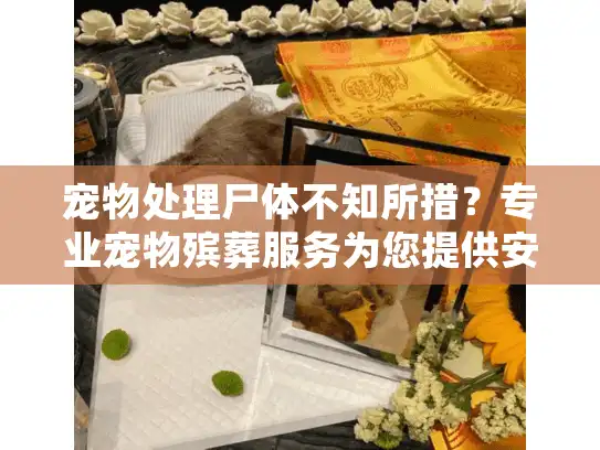 宠物处理尸体不知所措？专业宠物殡葬服务为您提供安心解决方案