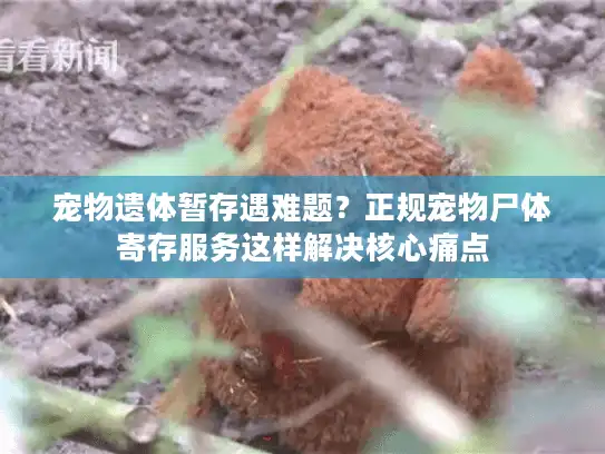宠物遗体暂存遇难题？正规宠物尸体寄存服务这样解决核心痛点