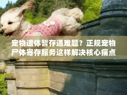 宠物遗体暂存遇难题？正规宠物尸体寄存服务这样解决核心痛点