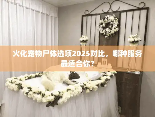 火化宠物尸体选项2025对比，哪种服务最适合你？