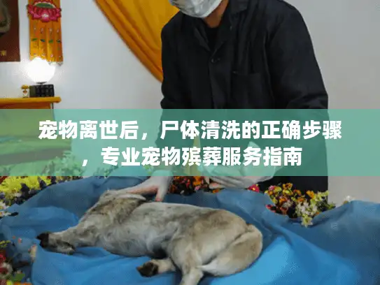 宠物离世后，尸体清洗的正确步骤，专业宠物殡葬服务指南