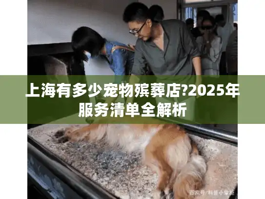上海有多少宠物殡葬店?2025年服务清单全解析