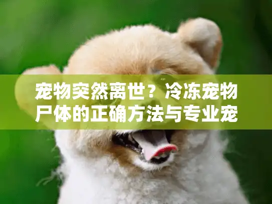 宠物突然离世？冷冻宠物尸体的正确方法与专业宠物殡葬服务指南