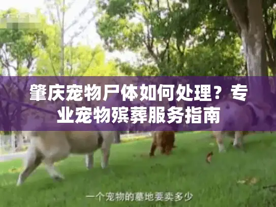 肇庆宠物尸体如何处理？专业宠物殡葬服务指南