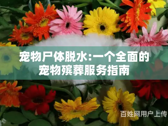 宠物尸体脱水:一个全面的宠物殡葬服务指南