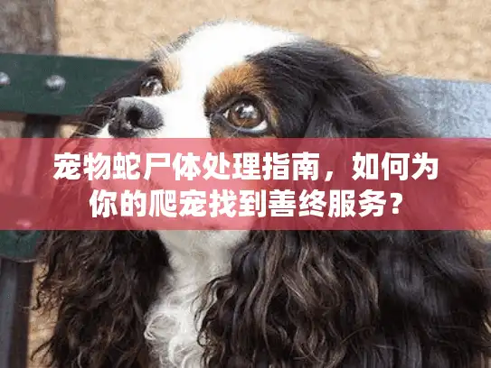 宠物蛇尸体处理指南，如何为你的爬宠找到善终服务？