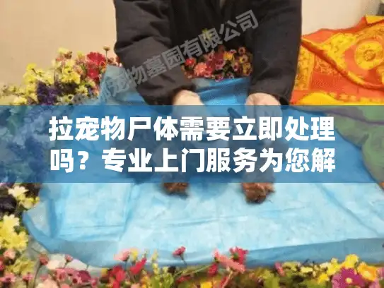 拉宠物尸体需要立即处理吗？专业上门服务为您解决紧急难题
