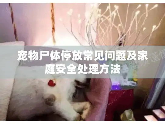 宠物尸体停放常见问题及家庭安全处理方法