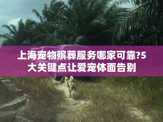 上海宠物殡葬服务哪家可靠?5大关键点让爱宠体面告别