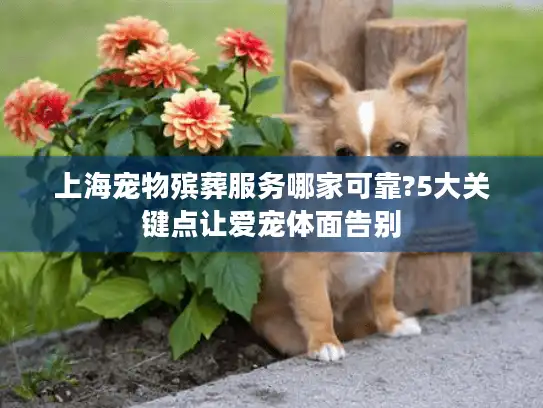 上海宠物殡葬服务哪家可靠?5大关键点让爱宠体面告别