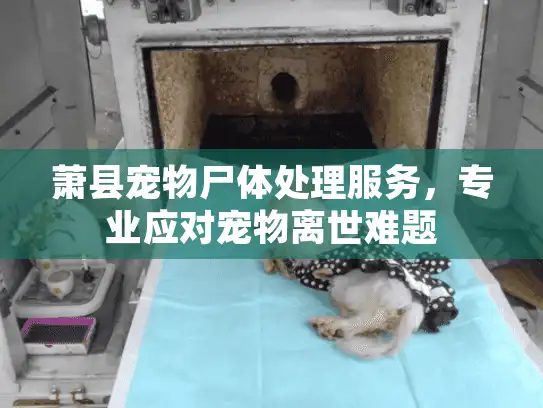萧县宠物尸体处理服务，专业应对宠物离世难题