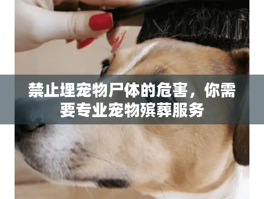 禁止埋宠物尸体的危害，你需要专业宠物殡葬服务