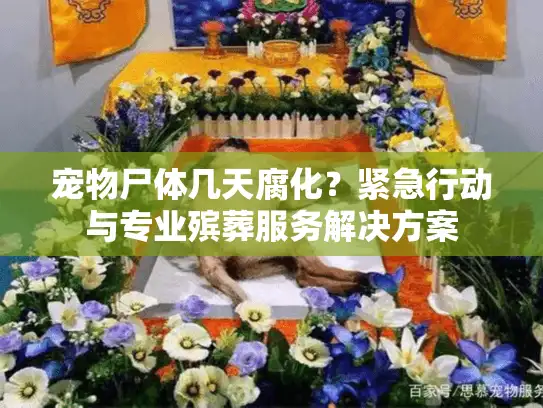 宠物尸体几天腐化？紧急行动与专业殡葬服务解决方案