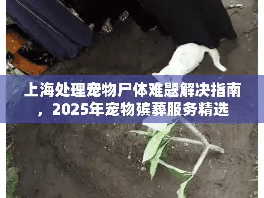 上海处理宠物尸体难题解决指南，2025年宠物殡葬服务精选