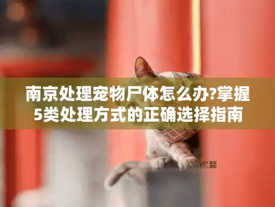 南京处理宠物尸体怎么办?掌握5类处理方式的正确选择指南