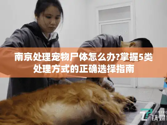 南京处理宠物尸体怎么办?掌握5类处理方式的正确选择指南