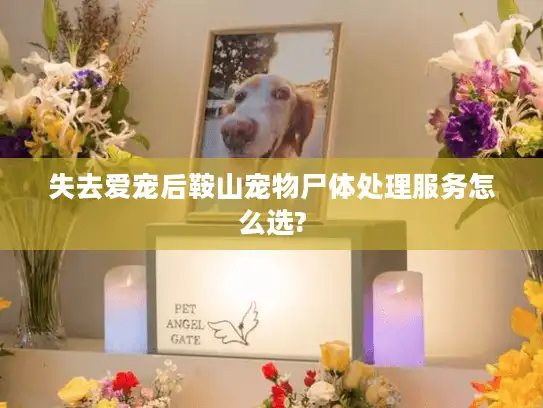 失去爱宠后鞍山宠物尸体处理服务怎么选?