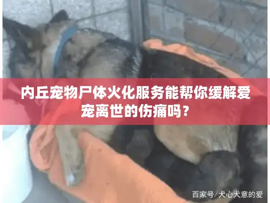 内丘宠物尸体火化服务能帮你缓解爱宠离世的伤痛吗？