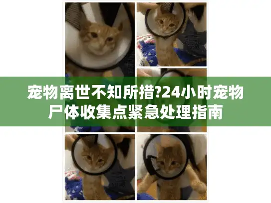 宠物离世不知所措?24小时宠物尸体收集点紧急处理指南