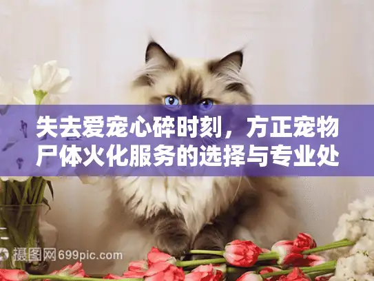 失去爱宠心碎时刻，方正宠物尸体火化服务的选择与专业处理