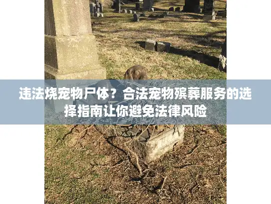 违法烧宠物尸体？合法宠物殡葬服务的选择指南让你避免法律风险
