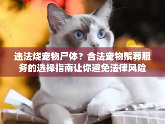 违法烧宠物尸体？合法宠物殡葬服务的选择指南让你避免法律风险