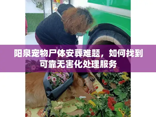阳泉宠物尸体安葬难题，如何找到可靠无害化处理服务