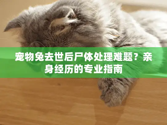 宠物兔去世后尸体处理难题？亲身经历的专业指南