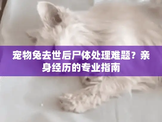 宠物兔去世后尸体处理难题？亲身经历的专业指南
