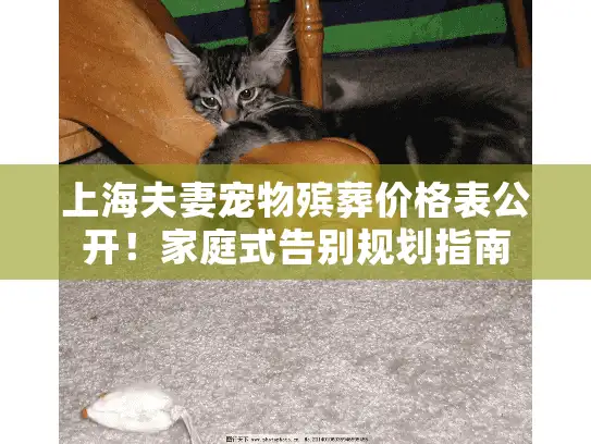 上海夫妻宠物殡葬价格表公开！家庭式告别规划指南