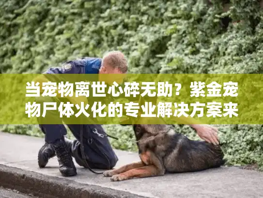 当宠物离世心碎无助？紫金宠物尸体火化的专业解决方案来帮您